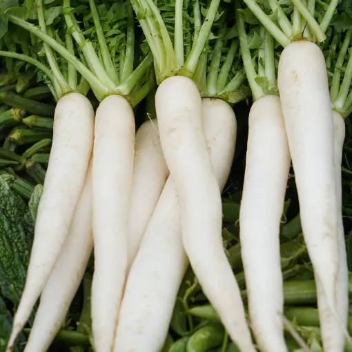 Picture of Radish - White - Muli